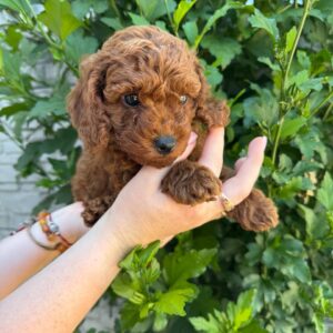 Winston Toy Poodle Winston Toy Poodle
