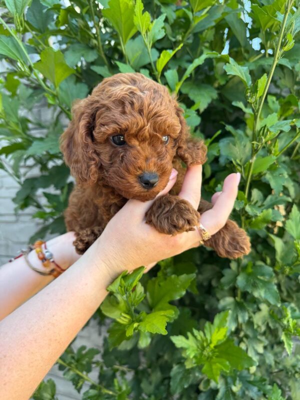 Winston Toy Poodle Winston Toy Poodle