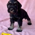 Wish-female-miniature-schnauzer-puppy-for-sale- (1)