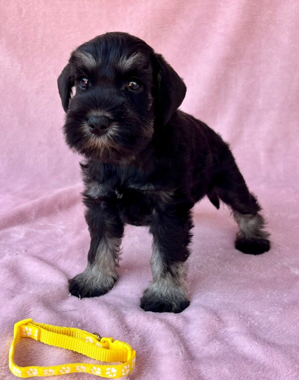 Wish Miniature Schnauzer Wish Miniature Schnauzer