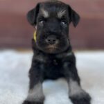Wish-female-miniature-schnauzer-puppy-for-sale- (1)