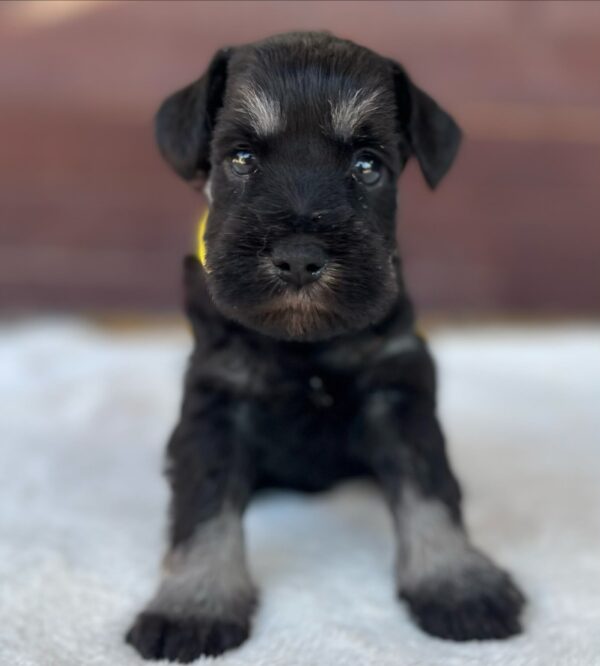 Wish Miniature Schnauzer Wish Miniature Schnauzer