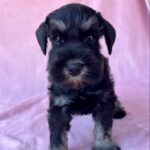 Wish-female-miniature-schnauzer-puppy-for-sale- (2)