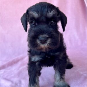 Wish Miniature Schnauzer Wish Miniature Schnauzer
