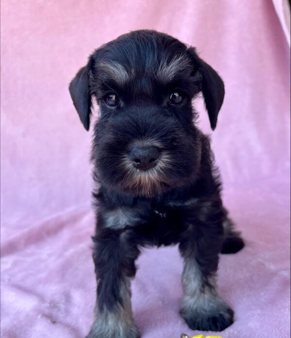 Wish Miniature Schnauzer Wish Miniature Schnauzer