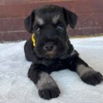 Wish-female-miniature-schnauzer-puppy-for-sale- (2)