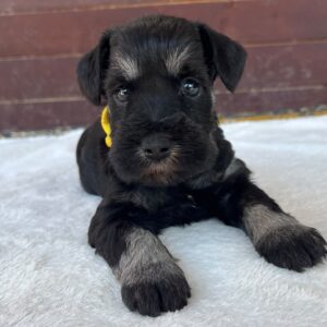 Wish Miniature Schnauzer Wish Miniature Schnauzer
