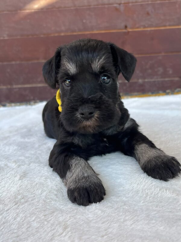 Wish Miniature Schnauzer Wish Miniature Schnauzer