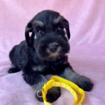 Wish-female-miniature-schnauzer-puppy-for-sale- (3)