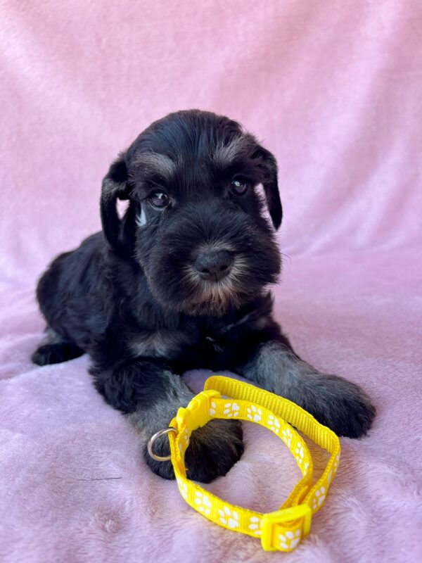 Wish Miniature Schnauzer Wish Miniature Schnauzer