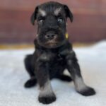 Wish-female-miniature-schnauzer-puppy-for-sale- (3)