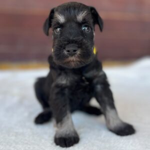 Wish Miniature Schnauzer Wish Miniature Schnauzer