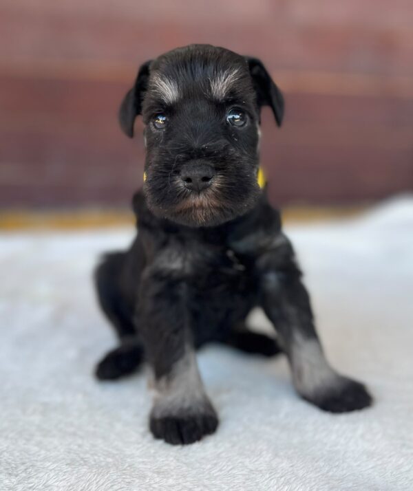 Wish Miniature Schnauzer Wish Miniature Schnauzer