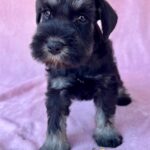 Wish-female-miniature-schnauzer-puppy-for-sale- (4)