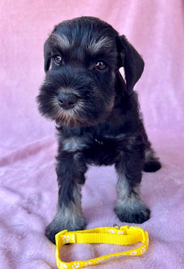Wish Miniature Schnauzer Wish Miniature Schnauzer