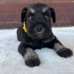 Wish-female-miniature-schnauzer-puppy-for-sale- (4)