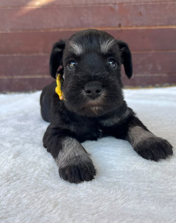 Wish Miniature Schnauzer Wish Miniature Schnauzer