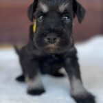 Wish-female-miniature-schnauzer-puppy-for-sale- (5)