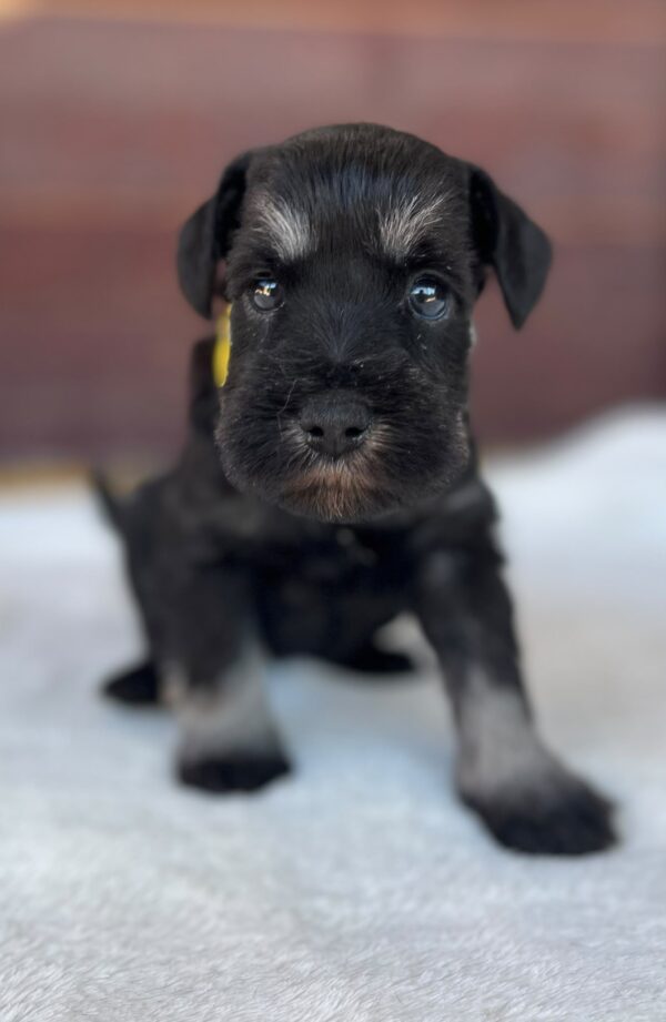 Wish Miniature Schnauzer Wish Miniature Schnauzer