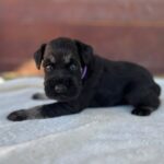 Wolfi-male-miniature-schnauzer-puppy-for-sale- (1)