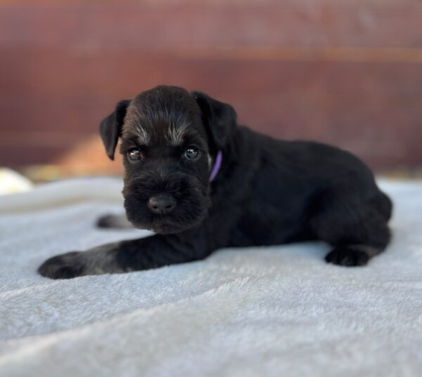 Wolfi Miniature Schnauzer Wolfi Miniature Schnauzer