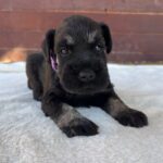 Wolfi-male-miniature-schnauzer-puppy-for-sale- (2)