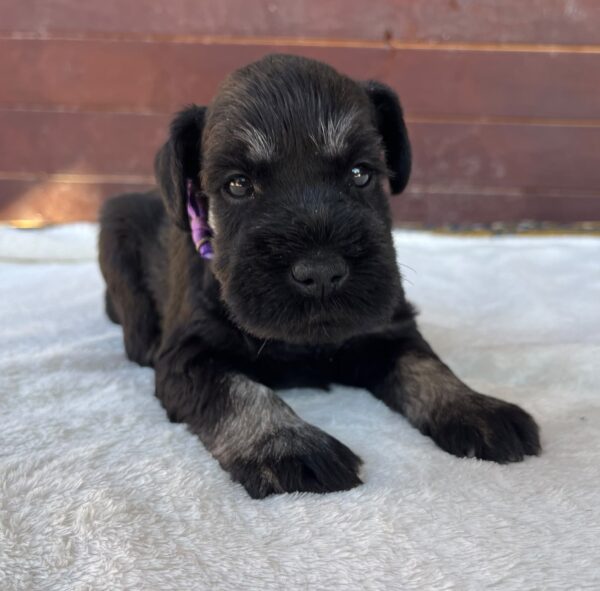 Wolfi Miniature Schnauzer Wolfi Miniature Schnauzer