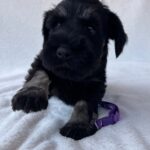 Wolfi-male-miniature-schnauzer-puppy-for-sale- (3)