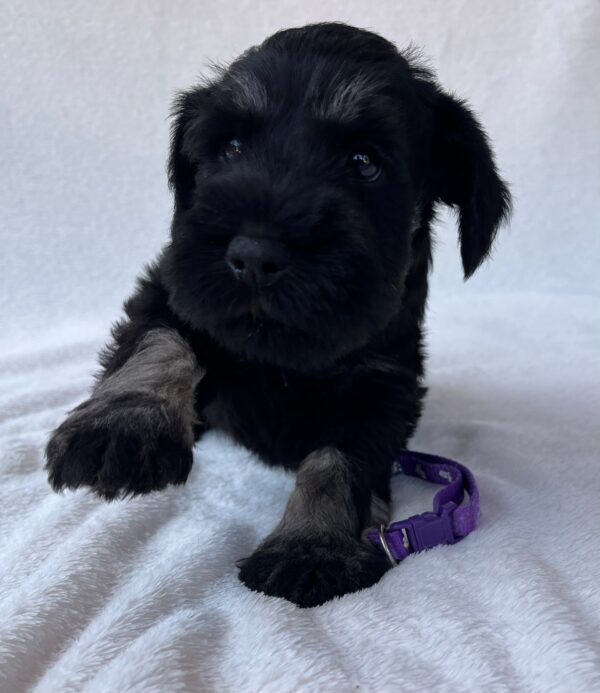 Wolfi Miniature Schnauzer Wolfi Miniature Schnauzer