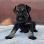 Wolfi-male-miniature-schnauzer-puppy-for-sale- (3)
