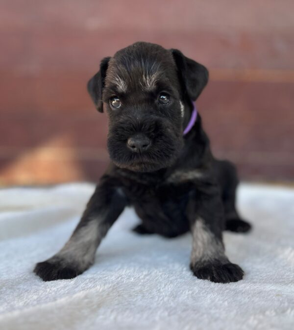 Wolfi Miniature Schnauzer Wolfi Miniature Schnauzer