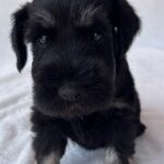 Wolfi-male-miniature-schnauzer-puppy-for-sale- (4)