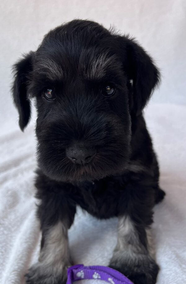 Wolfi Miniature Schnauzer Wolfi Miniature Schnauzer