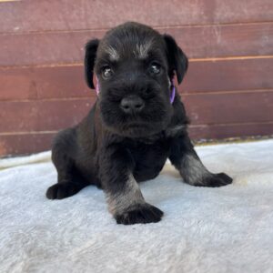Wolfi Miniature Schnauzer Wolfi Miniature Schnauzer
