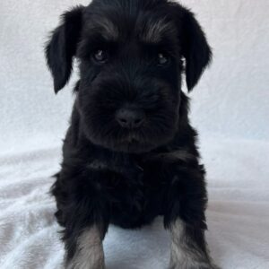 Wolfi Miniature Schnauzer Wolfi Miniature Schnauzer