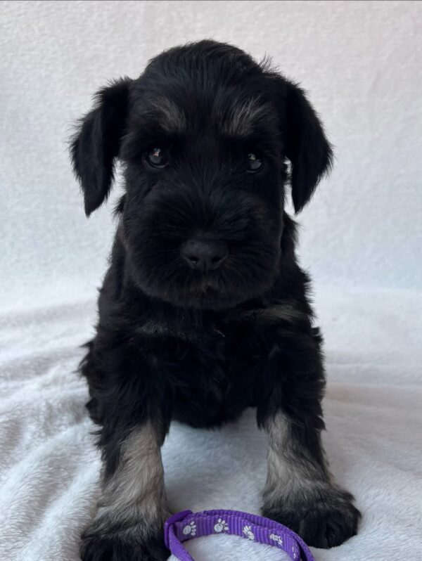 Wolfi Miniature Schnauzer Wolfi Miniature Schnauzer