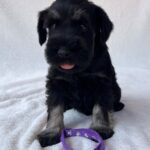 Wolfi-male-miniature-schnauzer-puppy-for-sale- (6)