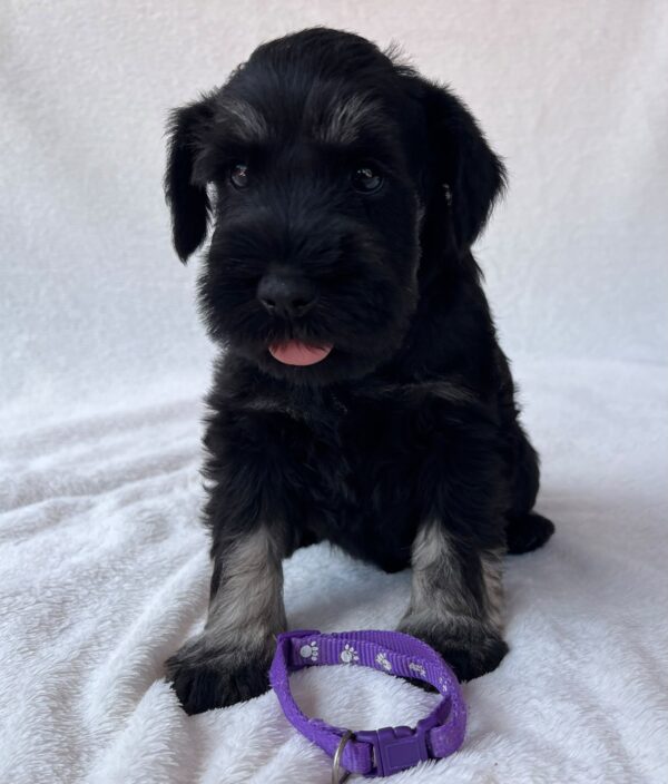 Wolfi Miniature Schnauzer Wolfi Miniature Schnauzer