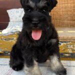 Wolfie-male-miniature-schnauzer-puppy-for-sale- (1)