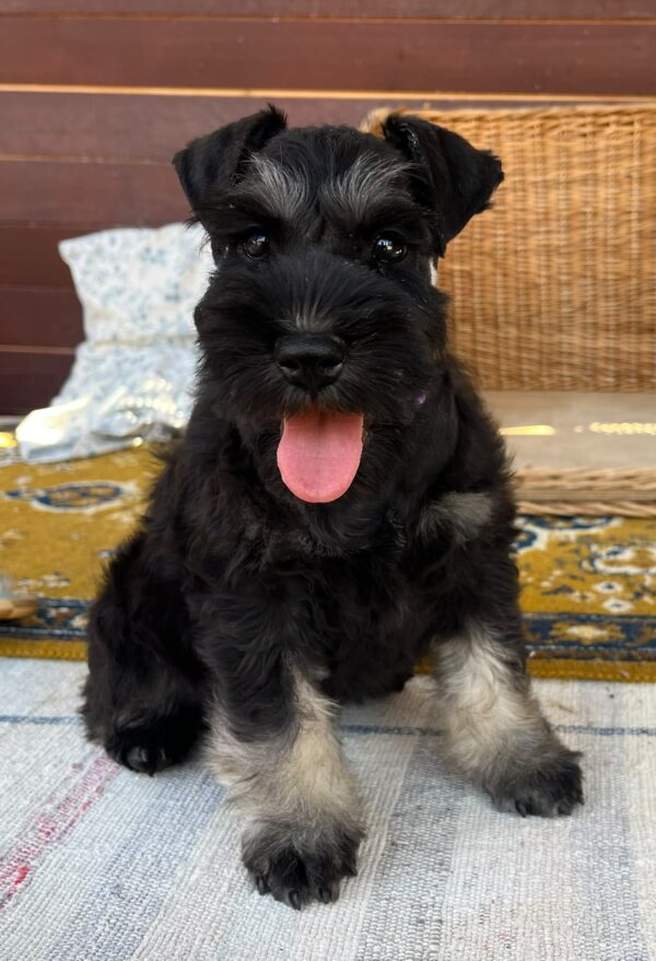 Wolfi Miniature Schnauzer Wolfi Miniature Schnauzer