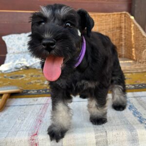 Wolfi Miniature Schnauzer Wolfi Miniature Schnauzer