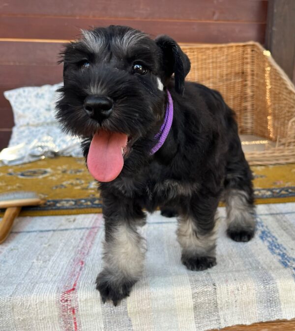 Wolfi Miniature Schnauzer Wolfi Miniature Schnauzer