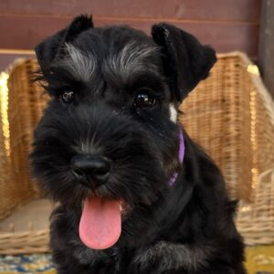 Wolfi Miniature Schnauzer Wolfi Miniature Schnauzer