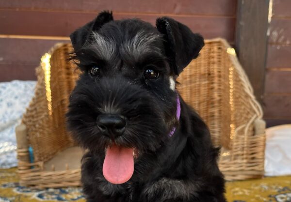 Wolfi Miniature Schnauzer Wolfi Miniature Schnauzer