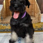 Wolfie-male-miniature-schnauzer-puppy-for-sale- (4)