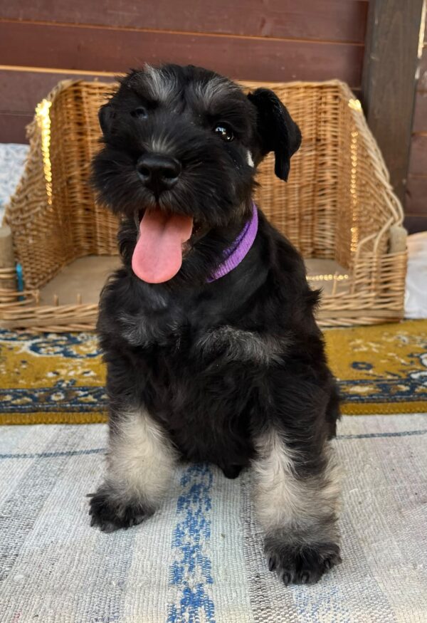 Wolfi Miniature Schnauzer Wolfi Miniature Schnauzer
