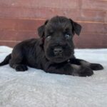 Wonder-male-miniature-schnauzer-puppy-for-sale- (1)