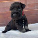 Wonder-male-miniature-schnauzer-puppy-for-sale- (2)