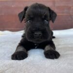 Wonder-male-miniature-schnauzer-puppy-for-sale- (4)
