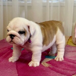 Yara English Bulldog Yara English Bulldog